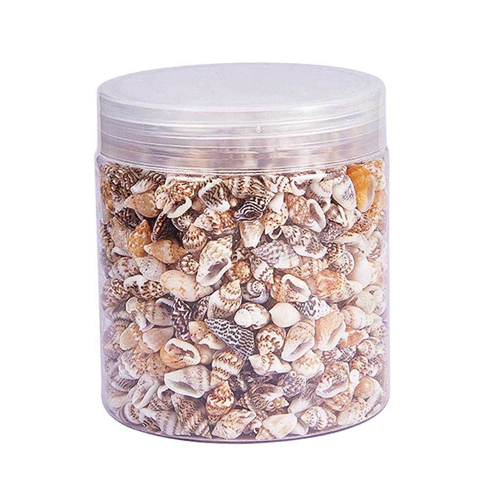 Natural Seashells Box Vibrant  - огляд і ціна Jewelry Making Event