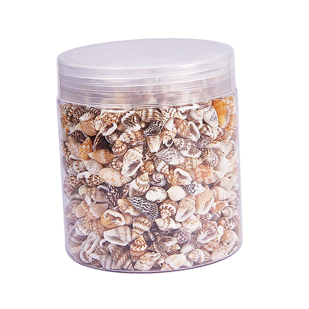 Natural Seashells Box Vibrant  - огляд і ціна Jewelry Making Event