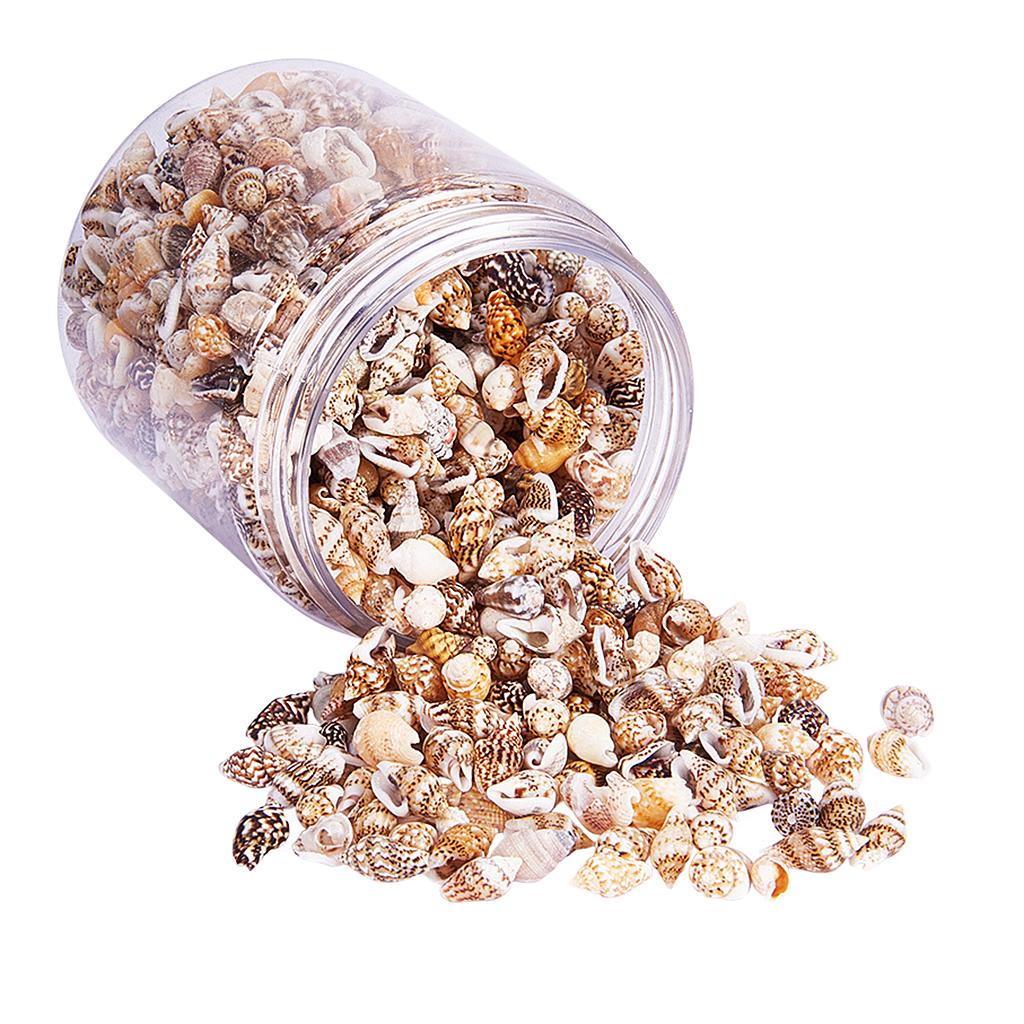 Natural Seashells Box Vibrant  - огляд і ціна Jewelry Making Event